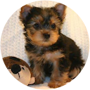 SoCal Yorkies profile picture