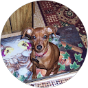 Donna Piantoni profile picture